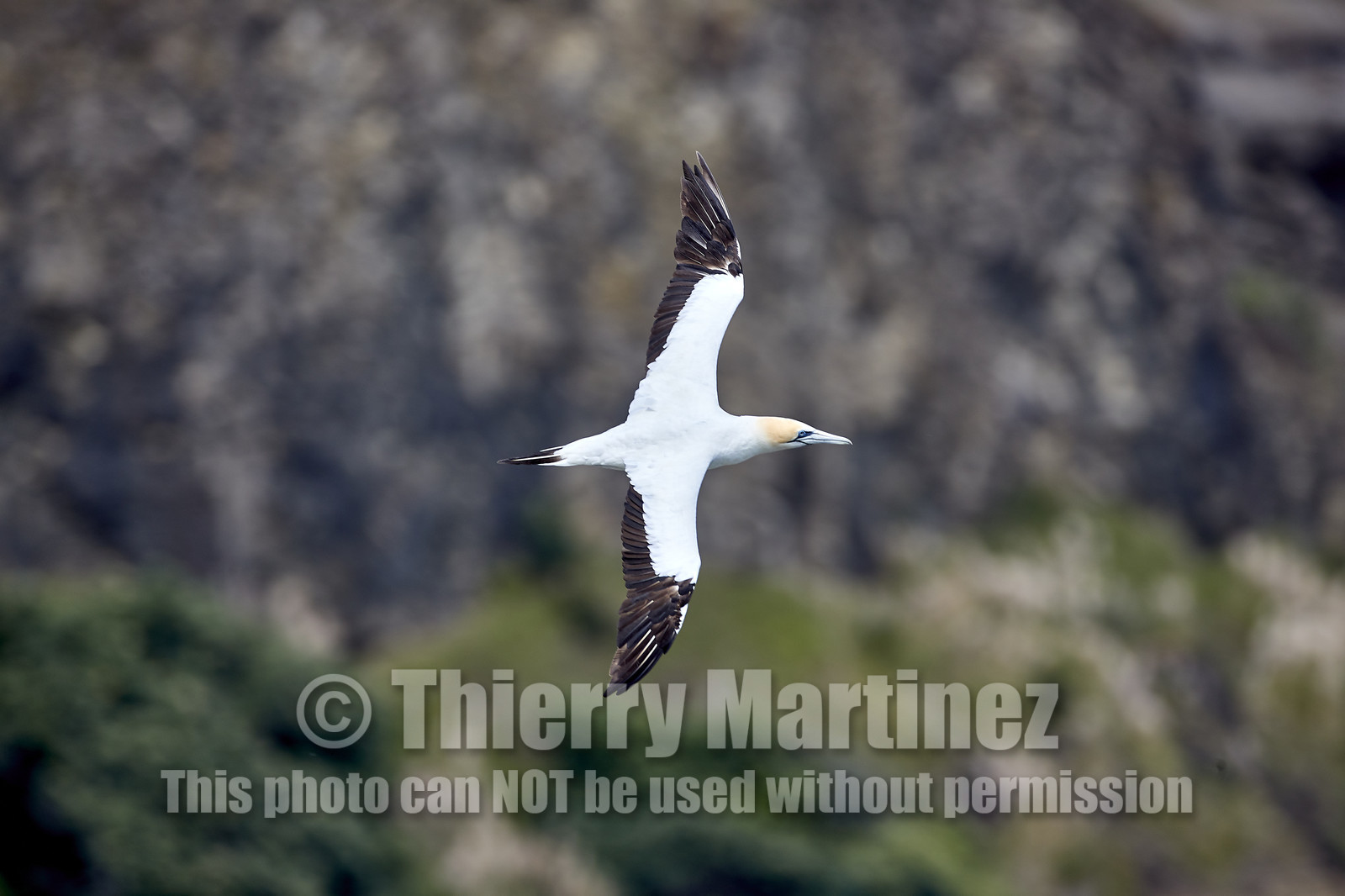 18_029250  ©ThMartinez Sea&Co.  MURIWAI BEACH - NORTH ISLAND. NEW ZEALAND . 11 March  2018. .Gannet ..