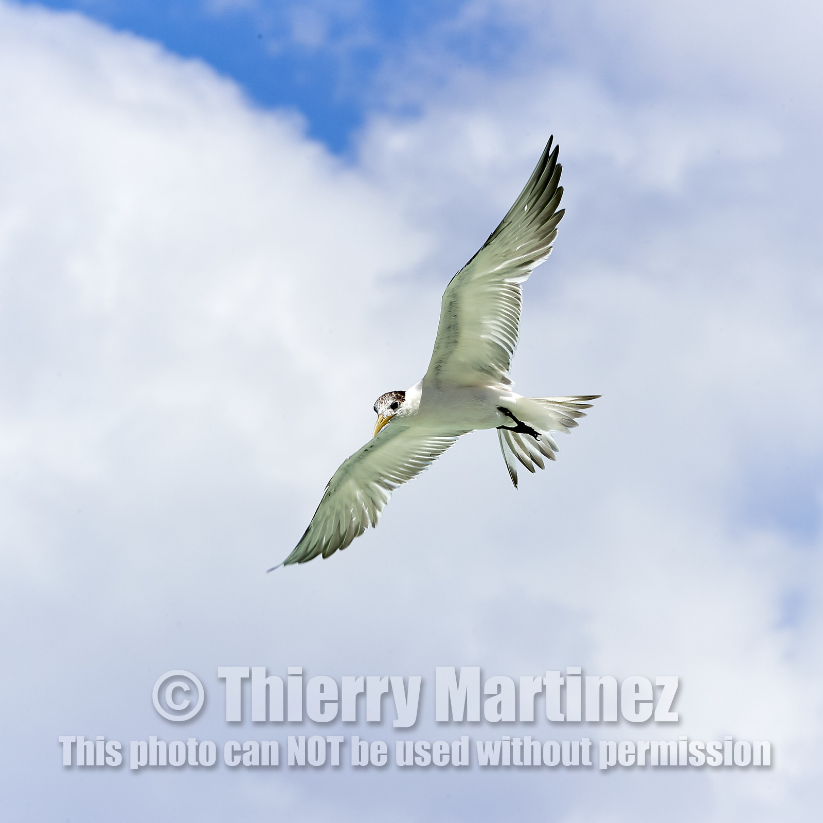 THM-18_040952_FAKARAVA