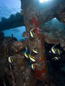 Diving in Maui HAWAII - USA . Jan 2007.