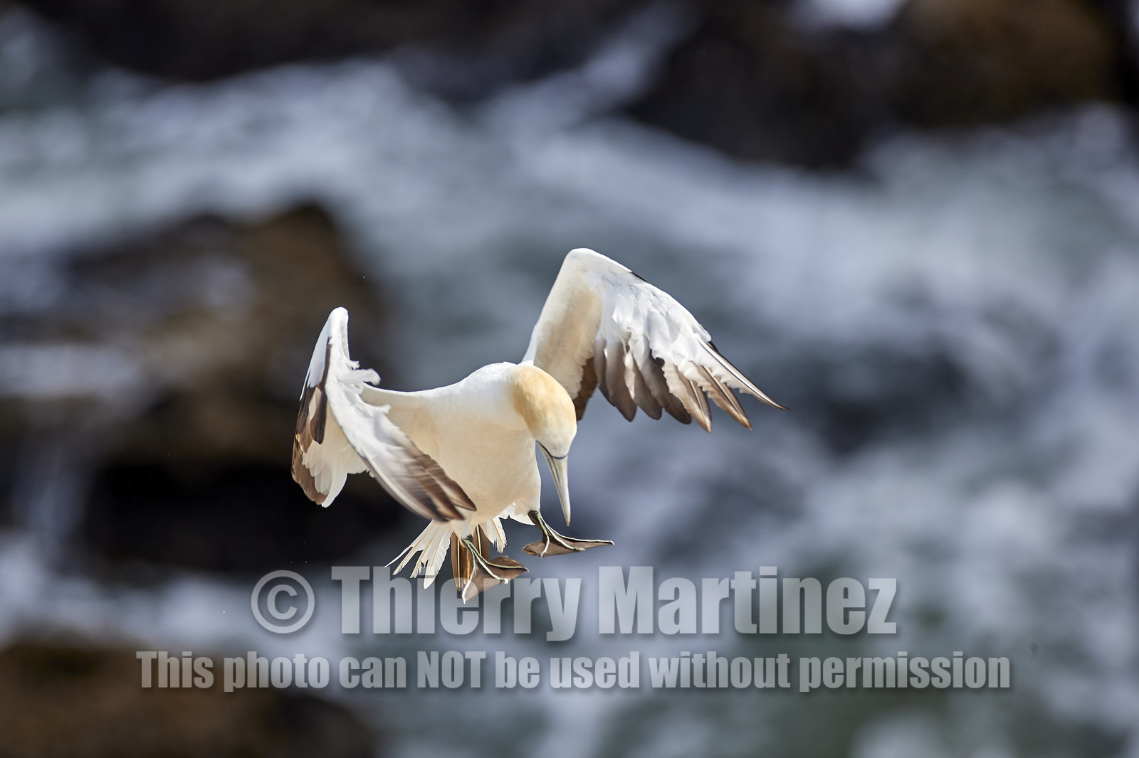 18_030399  ©ThMartinez Sea&Co.  MURIWAI BEACH - NORTH ISLAND. NEW ZEALAND . 11 March  2018. .Gannet ..