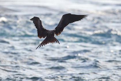 THM-18_039086_RANGIROA