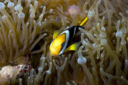 Diving In Maldives Feb March 2007.