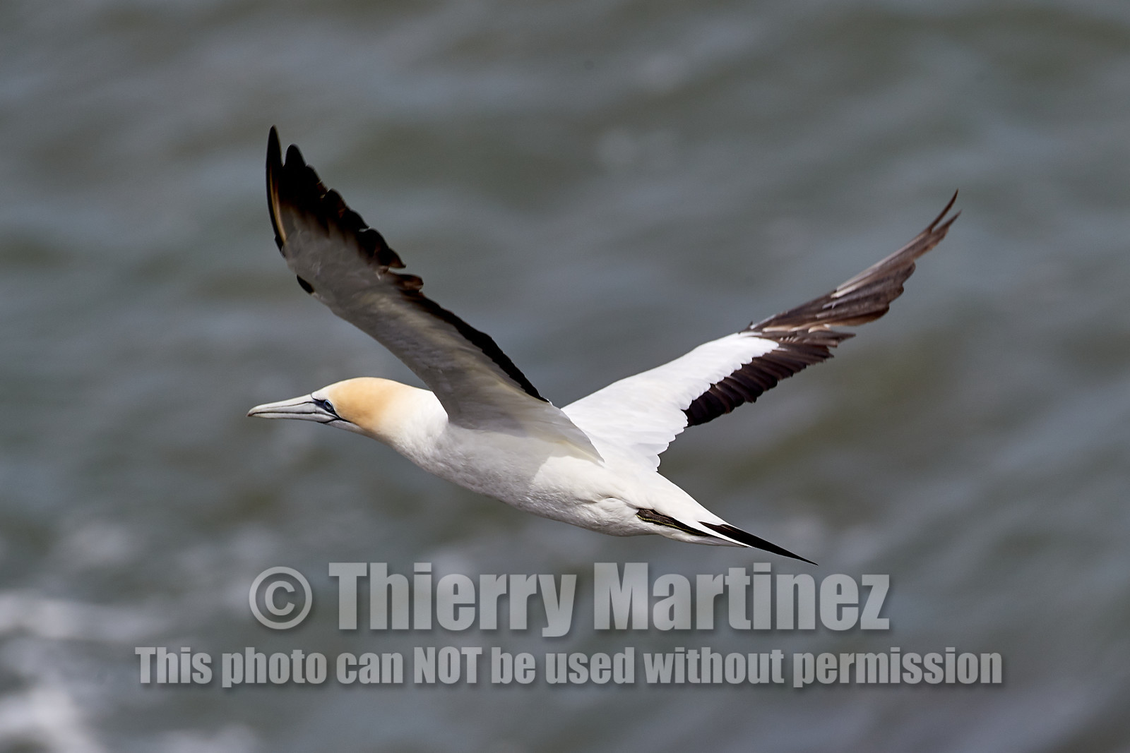 18_029123  ©ThMartinez Sea&Co.  MURIWAI BEACH - NORTH ISLAND. NEW ZEALAND . 11 March  2018. .Gannet ..