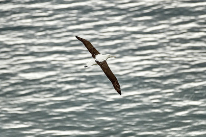 18_025829-Royal Alabtros