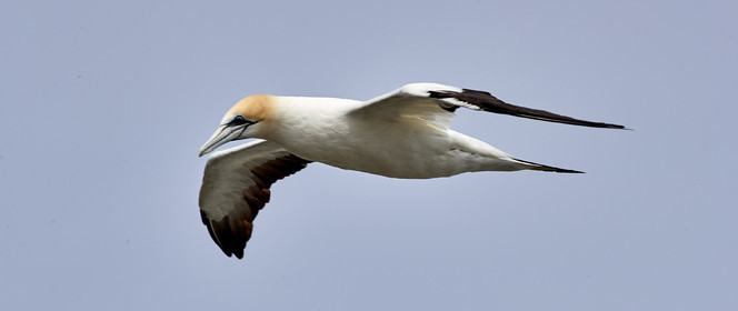 18_029246  ©ThMartinez Sea&Co.  MURIWAI BEACH - NORTH ISLAND. NEW ZEALAND . 11 March  2018. .Gannet ..