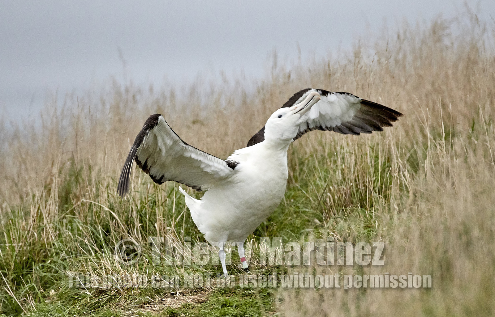 18_026357-Royal Alabtros