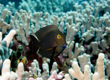 Diving in Maui HAWAII - USA . Jan 2007.