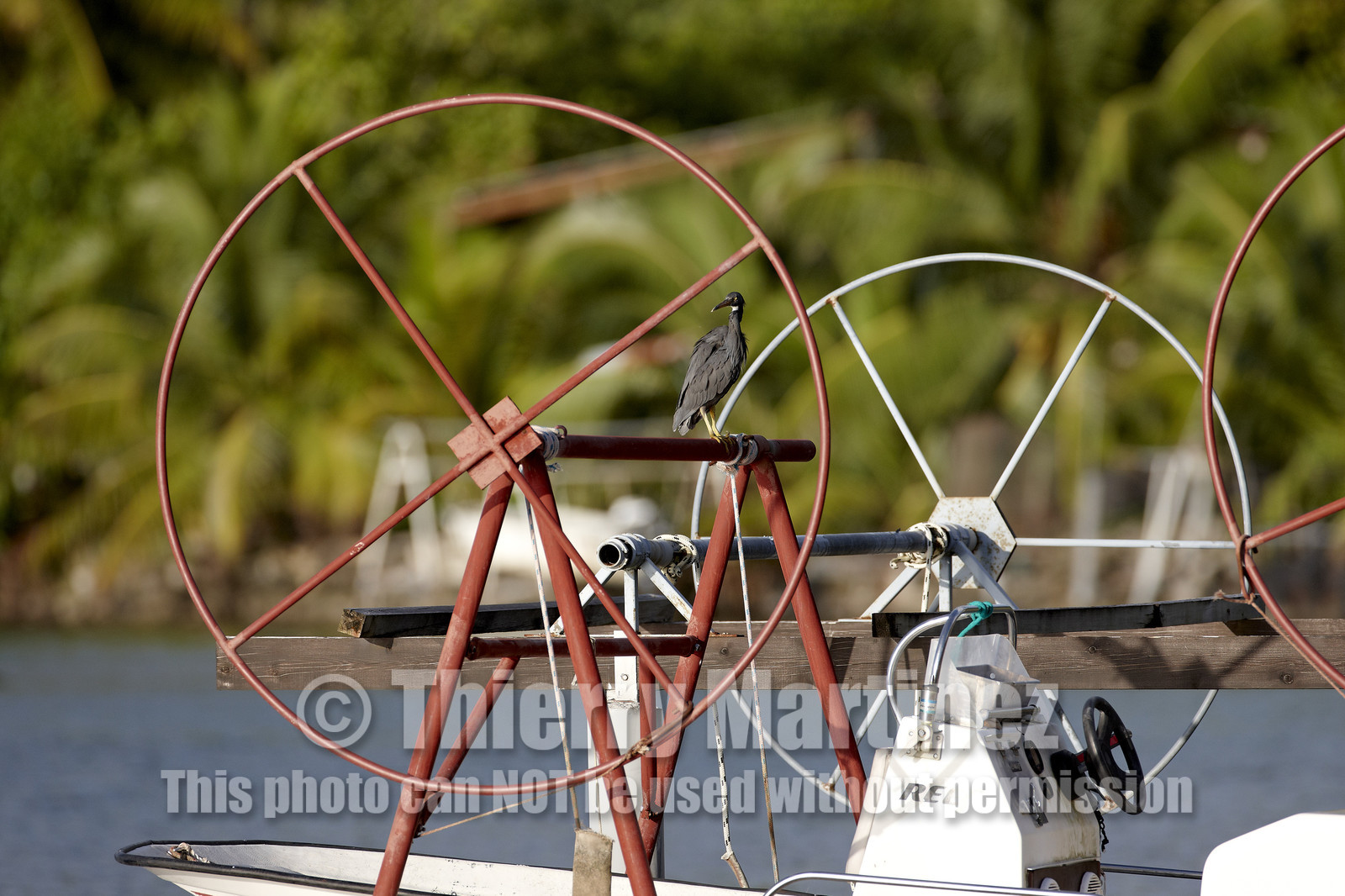 15_023806  ©ThMartinez Sea&Co.  RAIATEA - ILES SOUS LE VENT. POLYNESIE FRANCAISE .  2 Février 2015. ..