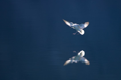 Schooner LA LOUISE sailing on west coast of Greenland.
