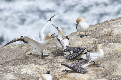 18_028949  ©ThMartinez Sea&Co.  MURIWAI BEACH - NORTH ISLAND. NEW ZEALAND . 11 March  2018. .Gannet ..