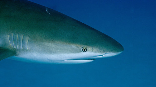 DIVING IN BAHAMAS. Dec 2006.