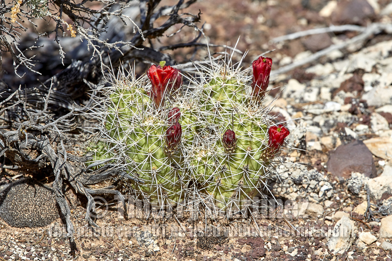 THM-18_057261-GRAND CANYON