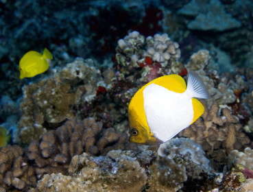 Diving in Maui HAWAII - USA . Jan 2007.