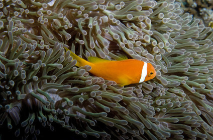 Diving In Maldives Feb March 2007.