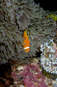 Diving In Maldives Feb March 2007.
