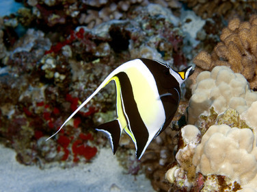 Diving in Maui HAWAII - USA . Jan 2007.