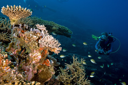 Diving In Maldives Feb March 2007.