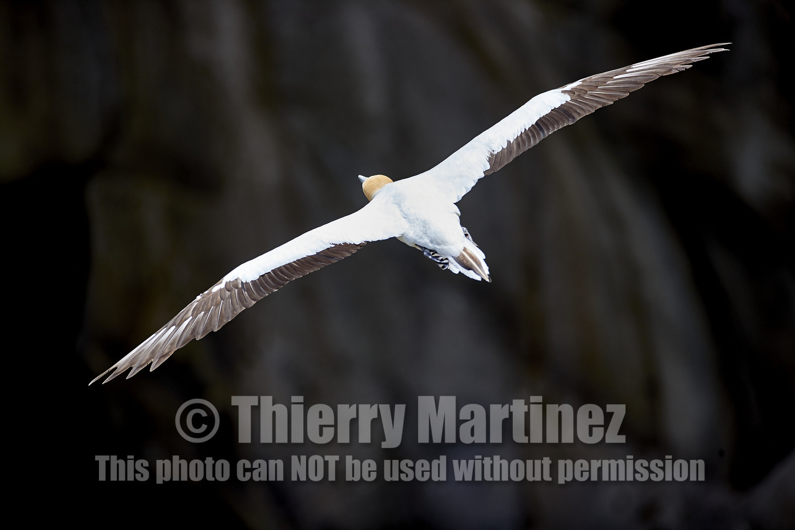 18_030183  ©ThMartinez Sea&Co.  MURIWAI BEACH - NORTH ISLAND. NEW ZEALAND . 11 March  2018. .Gannet ..
