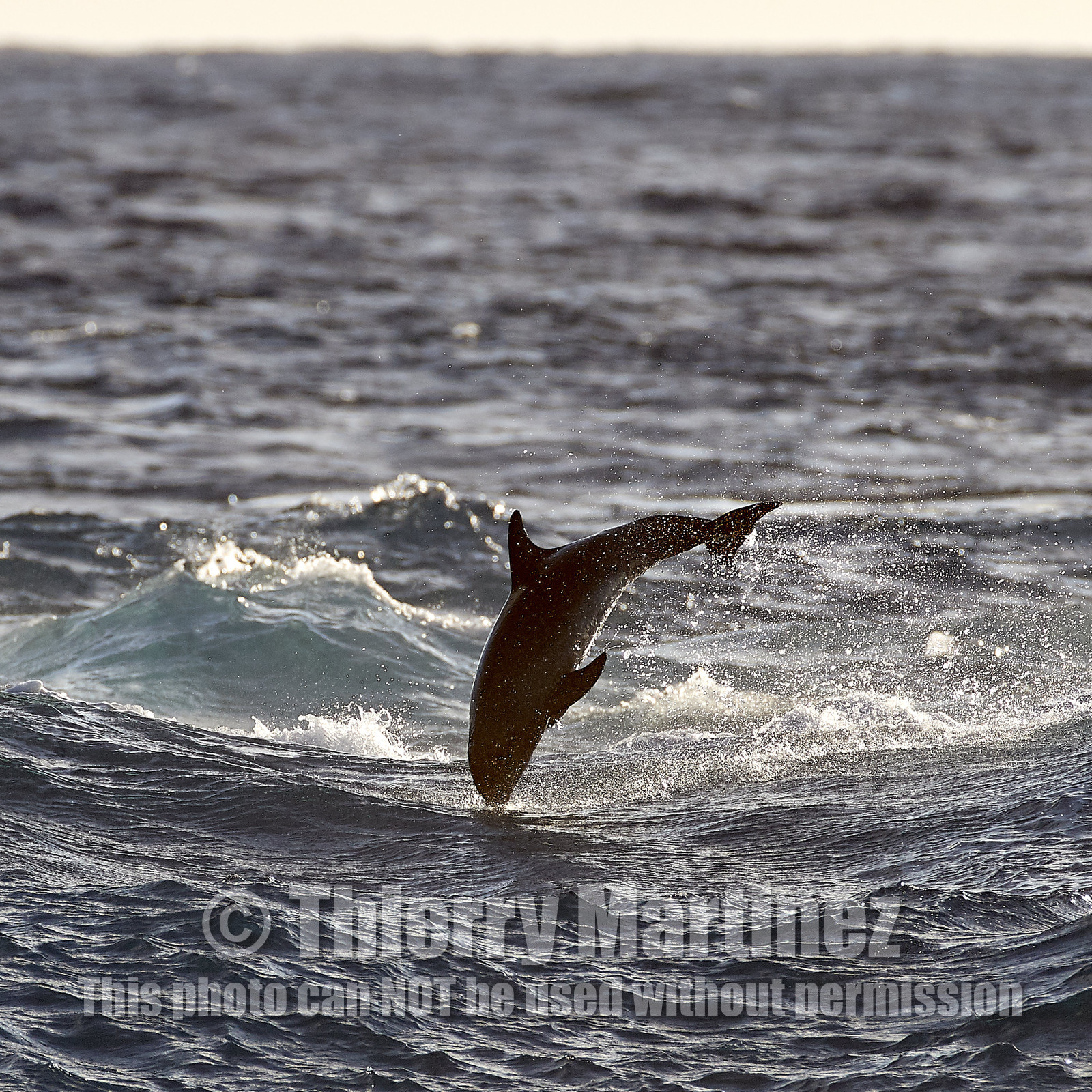 THM-18_039005_RANGIROA