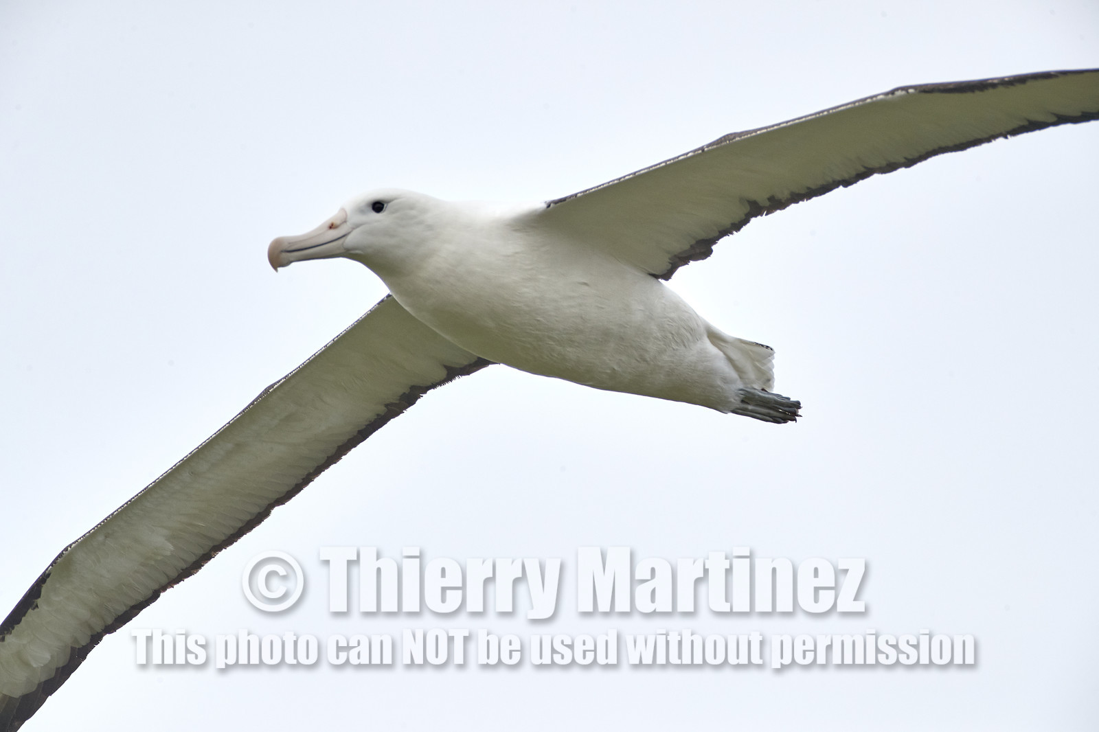 18_025137-Royal Alabtros