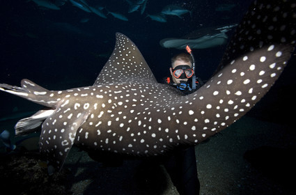 Diving in Maui HAWAII - USA . Jan 2007.