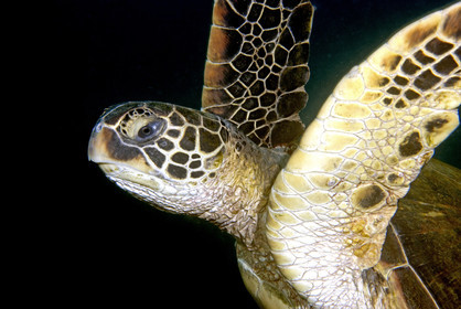Diving in Maui HAWAII - USA . Jan 2007.