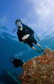 Diving in Maui HAWAII - USA . Jan 2007.