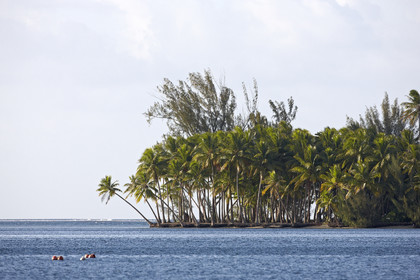 15_023800  ©ThMartinez Sea&Co.  RAIATEA - ILES SOUS LE VENT. POLYNESIE FRANCAISE .  2 Février 2015. ..