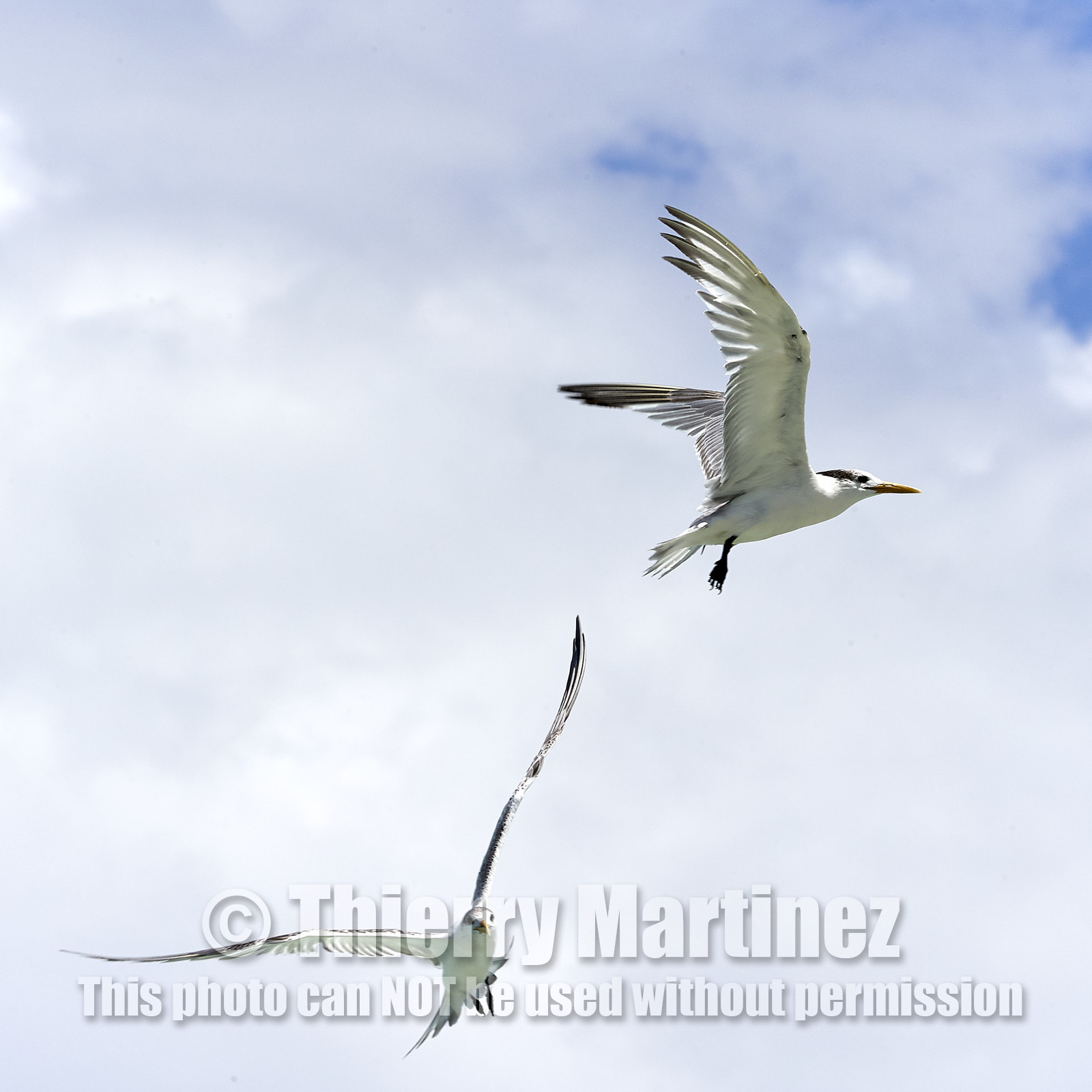 THM-18_041085_FAKARAVA