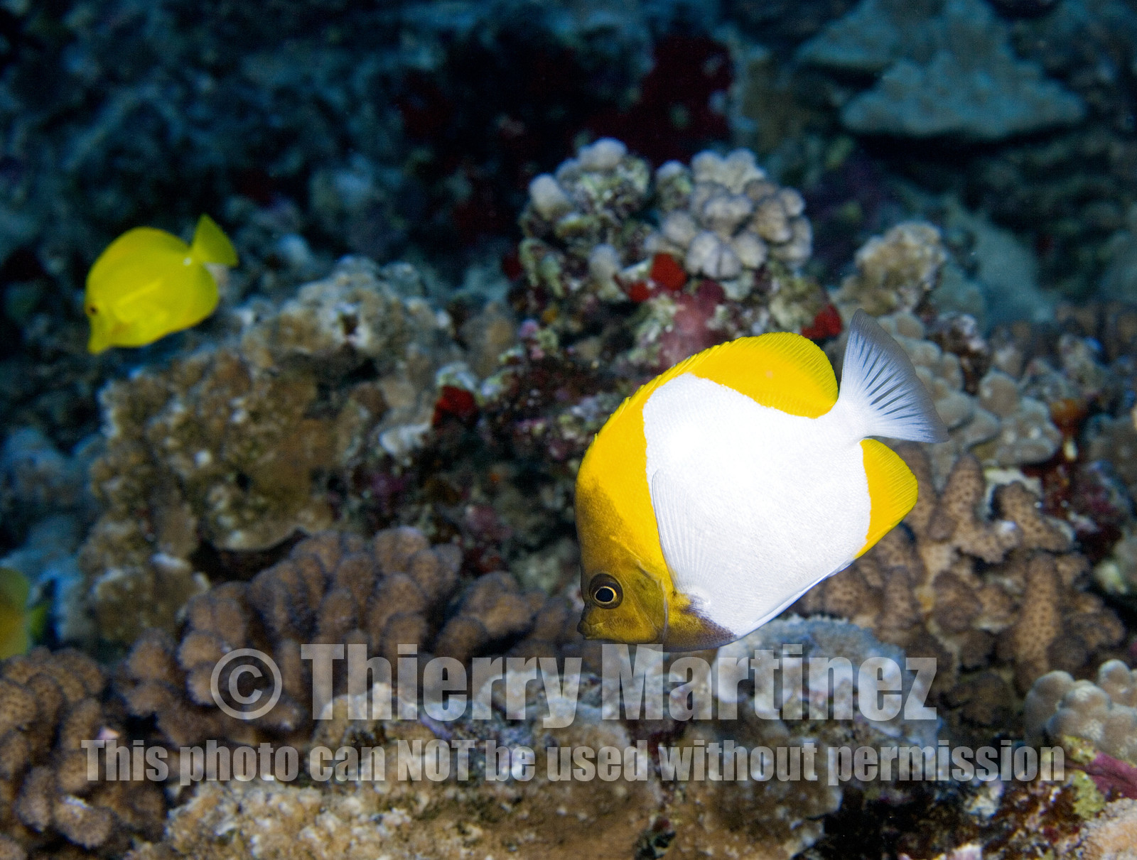 Diving in Maui HAWAII - USA . Jan 2007.
