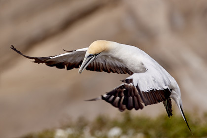 18_029327  ©ThMartinez Sea&Co.  MURIWAI BEACH - NORTH ISLAND. NEW ZEALAND . 11 March  2018. .Gannet ..