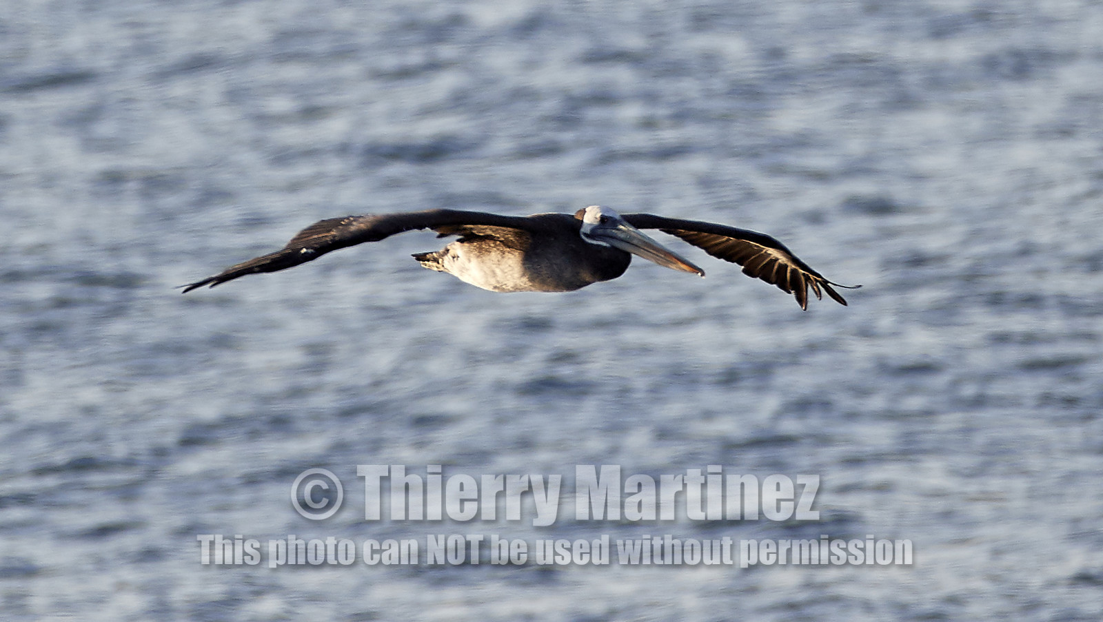 THM-18_043077_ZAPALLAR