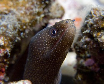 Diving in Maui HAWAII - USA . Jan 2007.