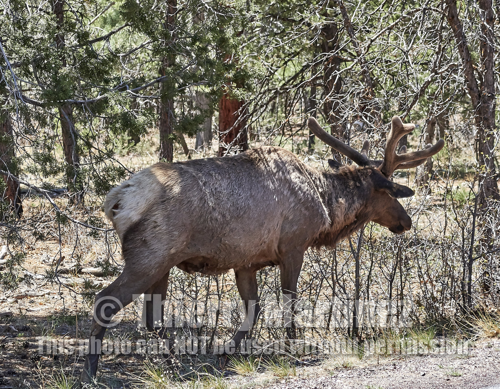 THM-18_058073-GRAND CANYON