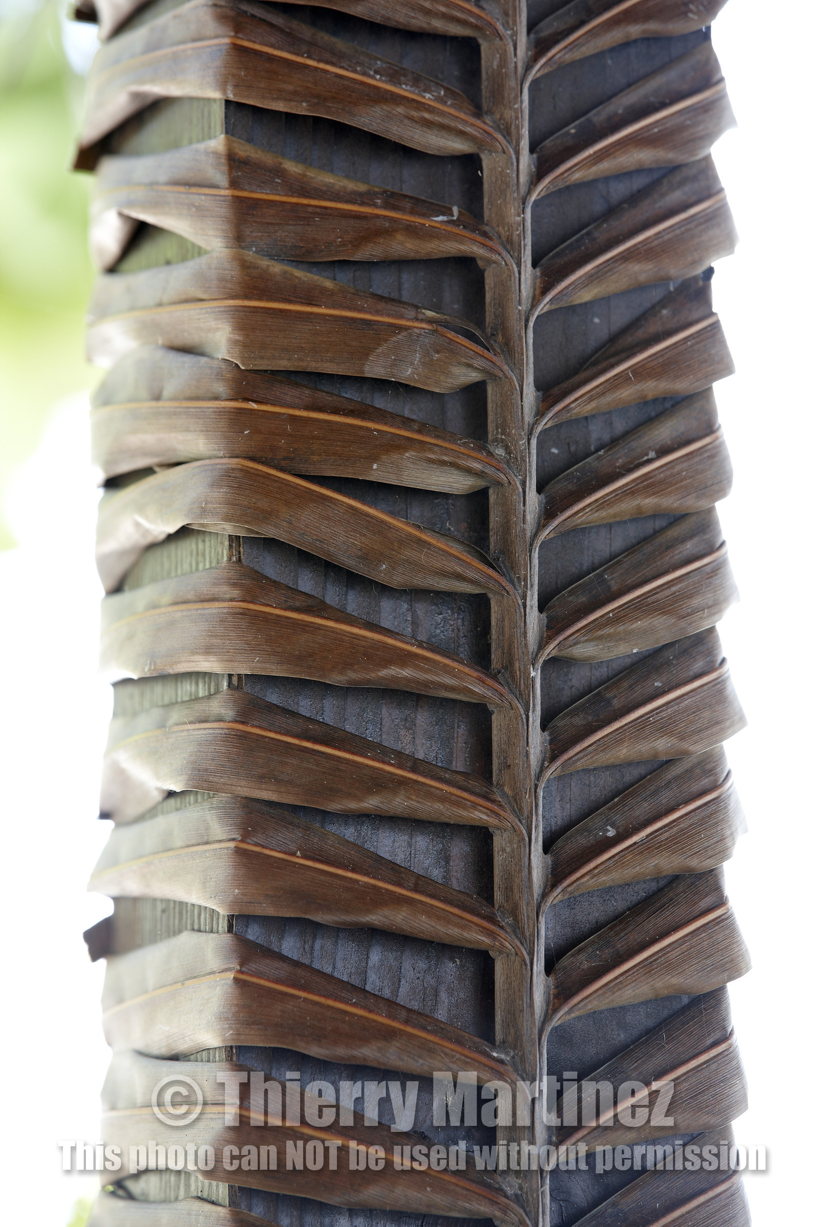 15_027819  ©ThMartinez Sea&Co.  FAKARAVA - ARCHIPEL des TUAMOTU. POLYNESIE FRANCAISE .  14 Février 2015. .