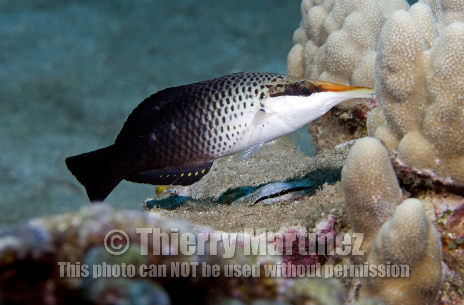 Diving in Maui HAWAII - USA . Jan 2007.