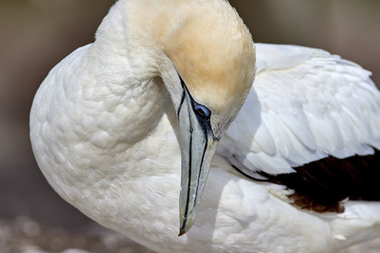18_029607  ©ThMartinez Sea&Co.  MURIWAI BEACH - NORTH ISLAND. NEW ZEALAND . 11 March  2018. .Gannet ..