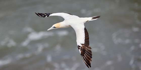 18_029143  ©ThMartinez Sea&Co.  MURIWAI BEACH - NORTH ISLAND. NEW ZEALAND . 11 March  2018. .Gannet ..