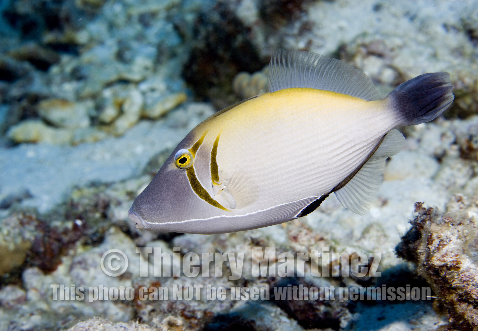 Diving in Maui HAWAII - USA . Jan 2007.