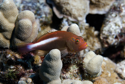Diving in Maui HAWAII -USA . Jan 2007.