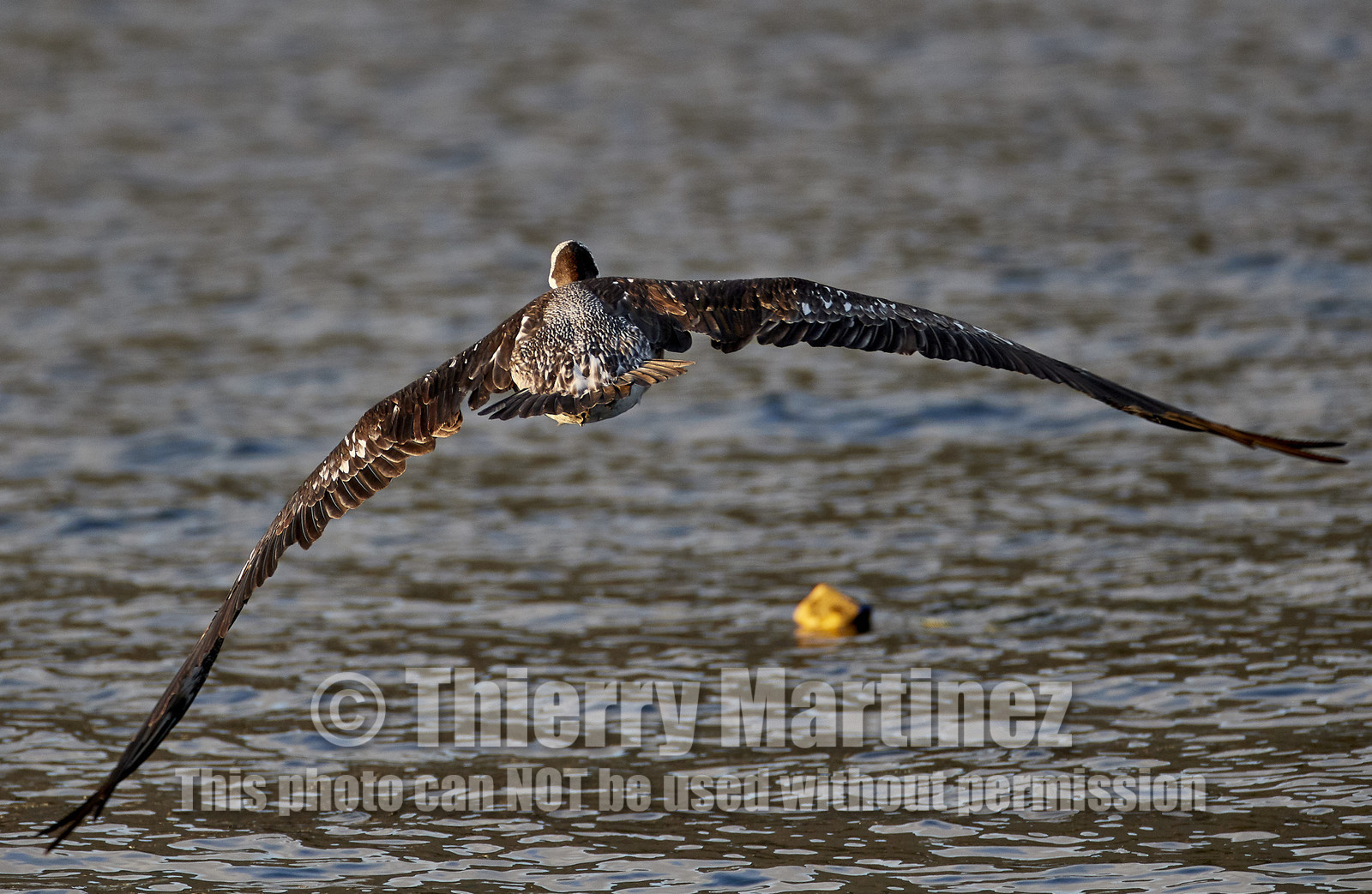 THM-18_043497_ZAPALLAR