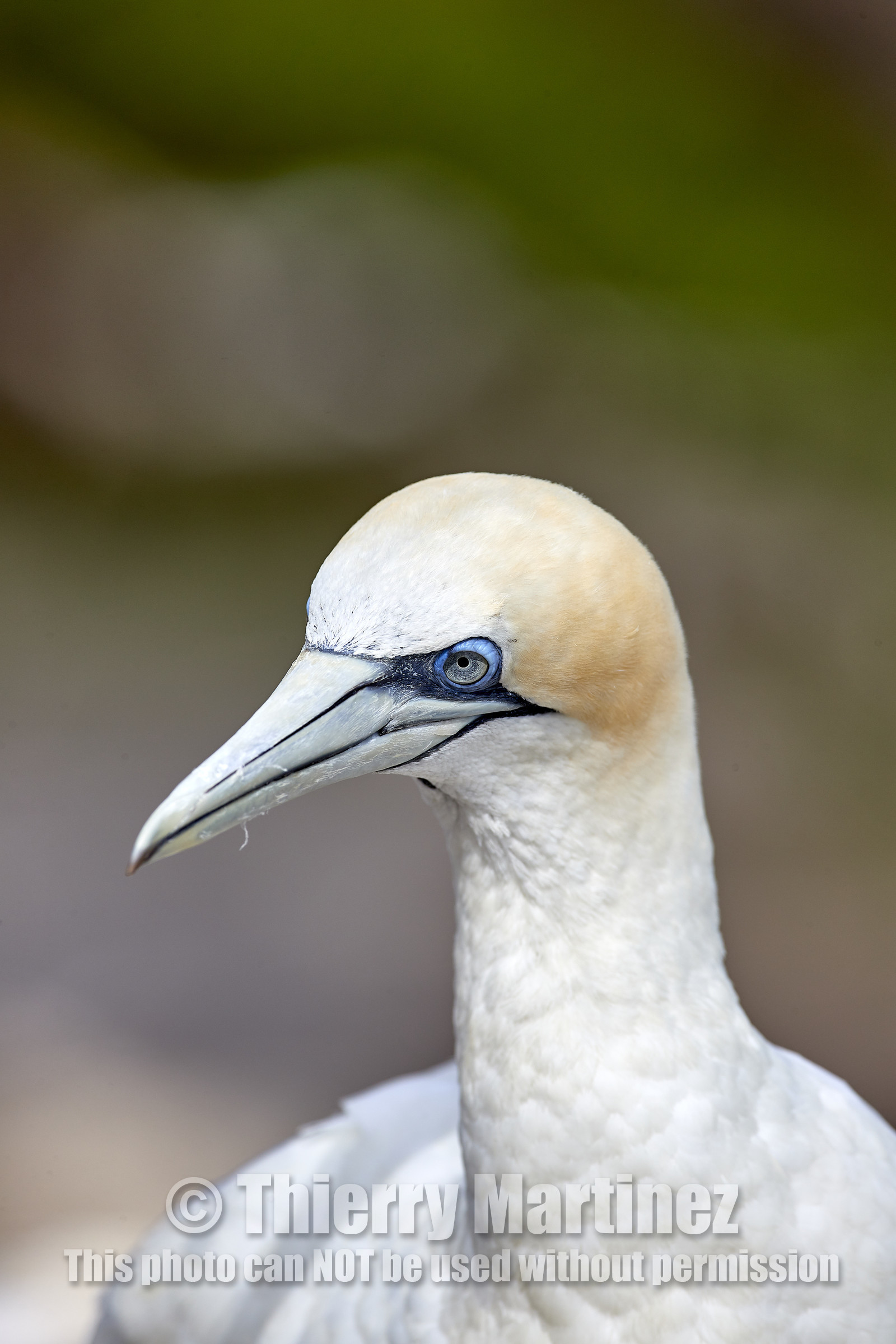 18_029515  ©ThMartinez Sea&Co.  MURIWAI BEACH - NORTH ISLAND. NEW ZEALAND . 11 March  2018. .Gannet ..
