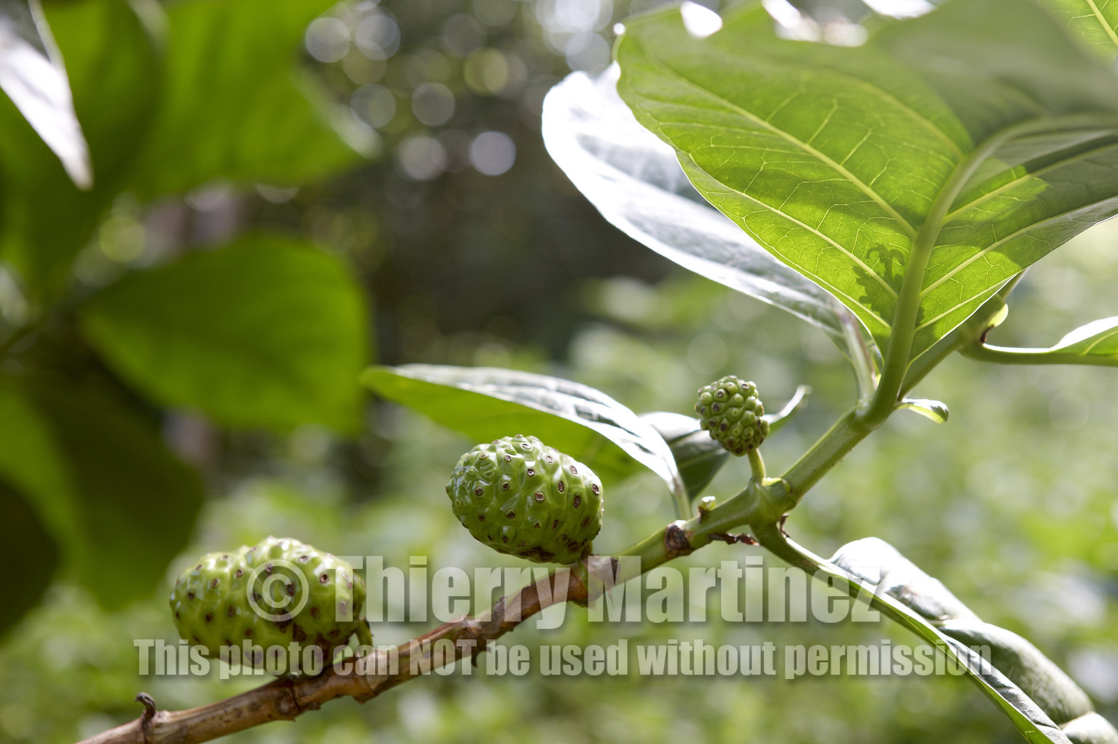 15_023144  ©ThMartinez Sea&Co.  HUAHINE - ILES SOUS LE VENT. POLYNESIE FRANCAISE . 31 January 2015. .