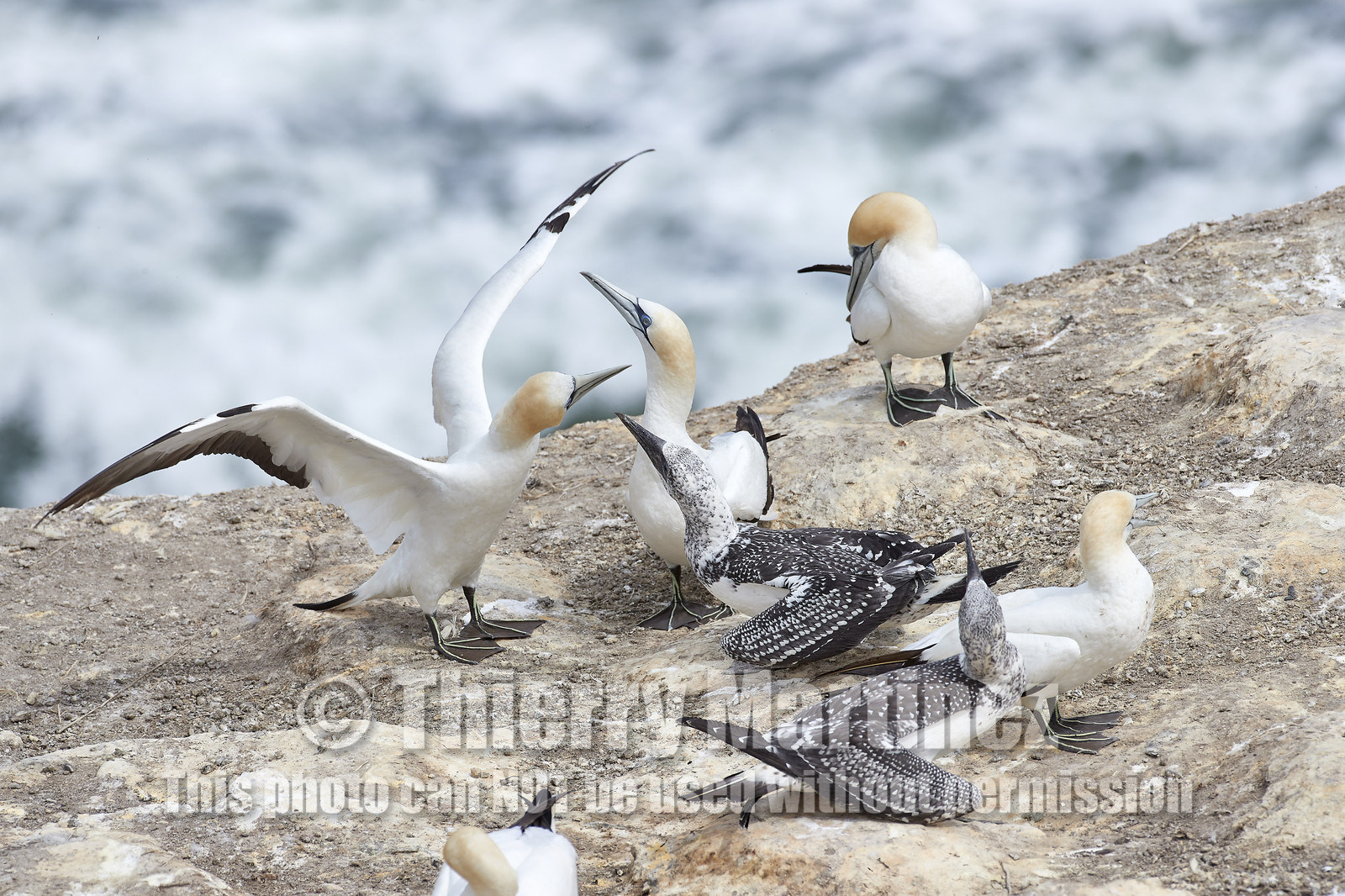 18_028949  ©ThMartinez Sea&Co.  MURIWAI BEACH - NORTH ISLAND. NEW ZEALAND . 11 March  2018. .Gannet ..