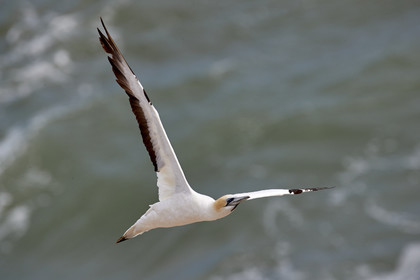 18_029393  ©ThMartinez Sea&Co.  MURIWAI BEACH - NORTH ISLAND. NEW ZEALAND . 11 March  2018. .Gannet ..