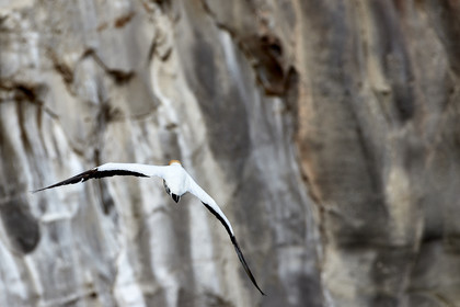 18_029126  ©ThMartinez Sea&Co.  MURIWAI BEACH - NORTH ISLAND. NEW ZEALAND . 11 March  2018. .Gannet ..