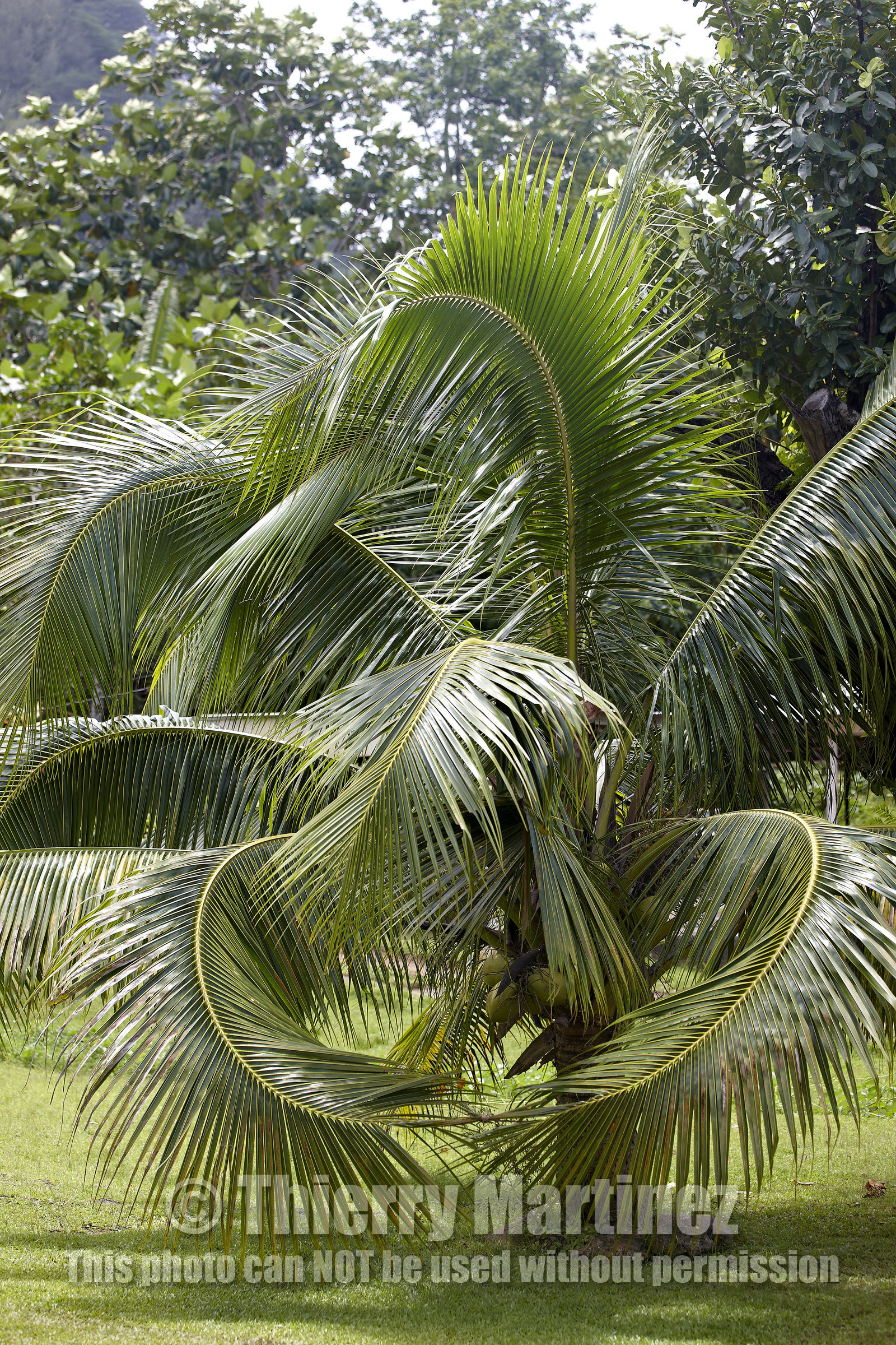 15_023367  ©ThMartinez Sea&Co.  HUAHINE - ILES SOUS LE VENT. POLYNESIE FRANCAISE . 31 January 2015. .