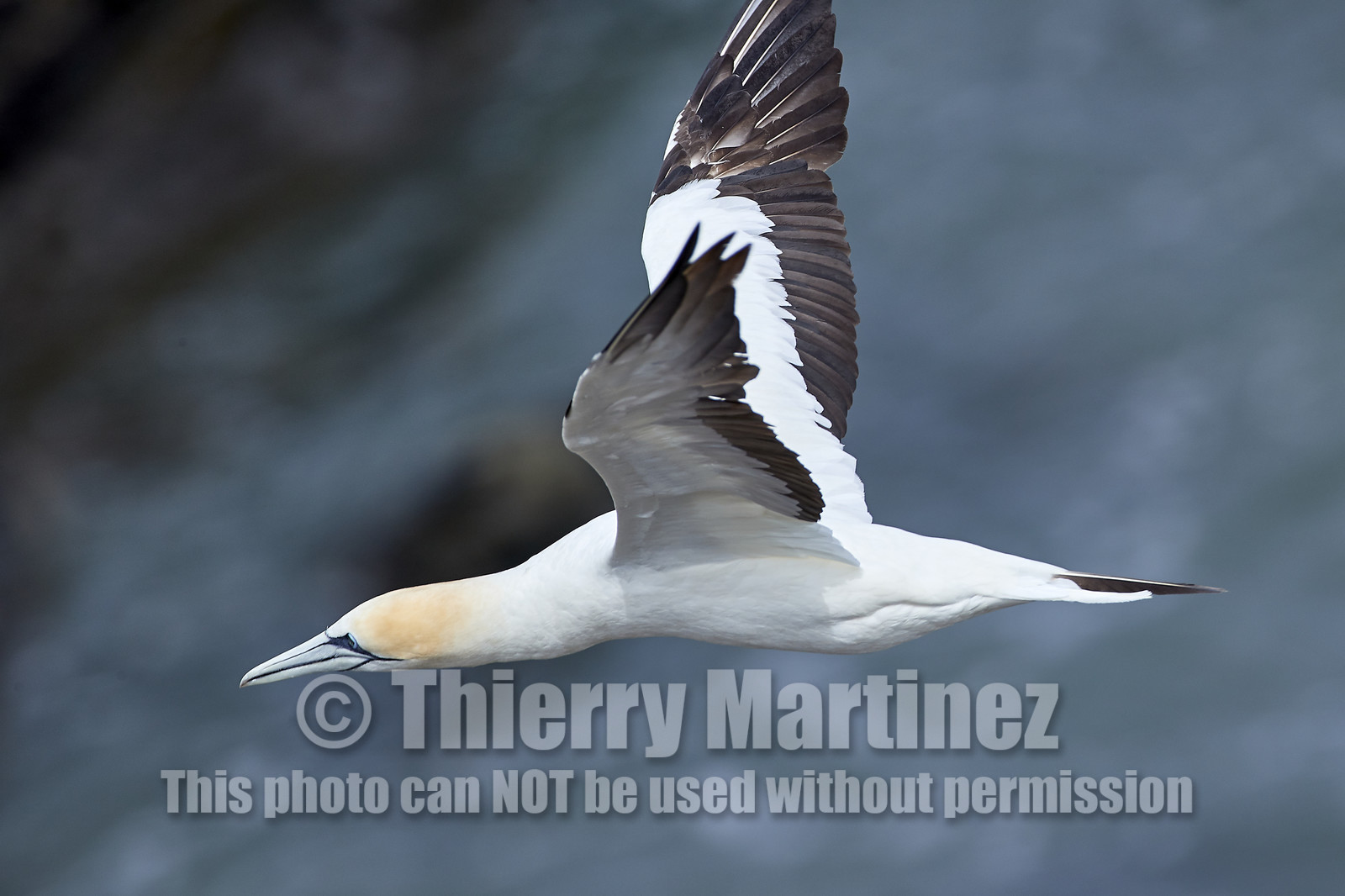 18_029050  ©ThMartinez Sea&Co.  MURIWAI BEACH - NORTH ISLAND. NEW ZEALAND . 11 March  2018. .Gannet ..