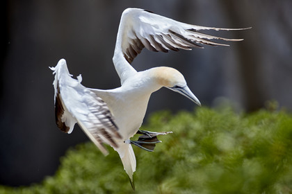 18_030234  ©ThMartinez Sea&Co.  MURIWAI BEACH - NORTH ISLAND. NEW ZEALAND . 11 March  2018. .Gannet ..