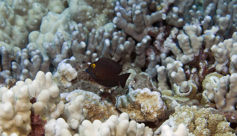 Diving in Maui HAWAII - USA . Jan 2007.
